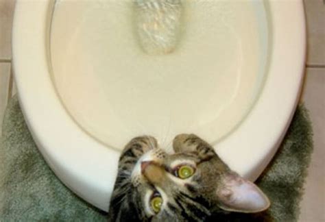 kitten leaking urine|Incontinence in Cats